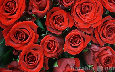 Продам: Неделя свежих красных роз