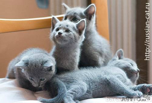 Продам: Продаются элитные Русские голубые котята