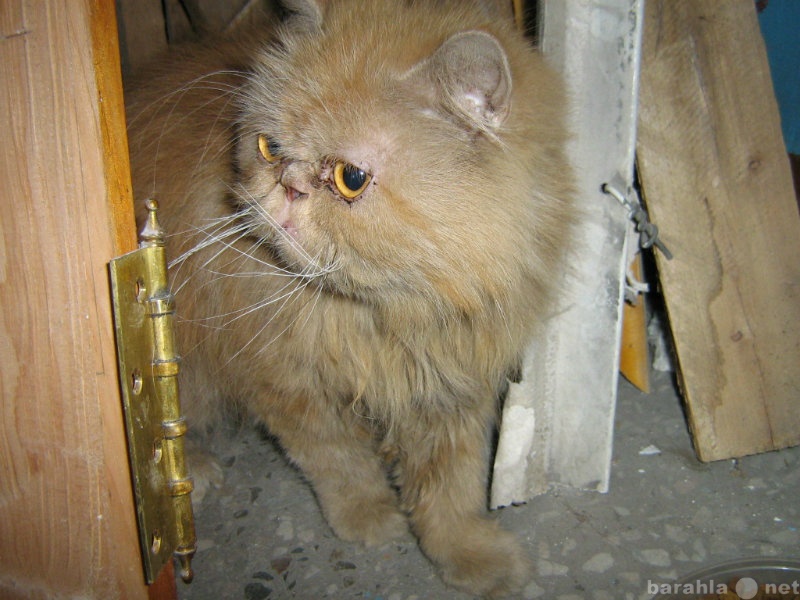 Отдам даром: Персидская кошка