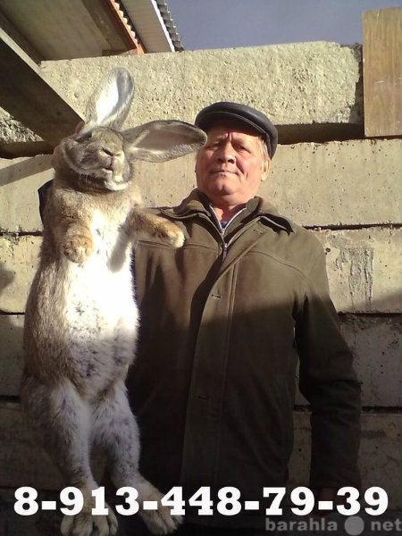 Продам: Кролики бельгийский фландр г. Саяногорск