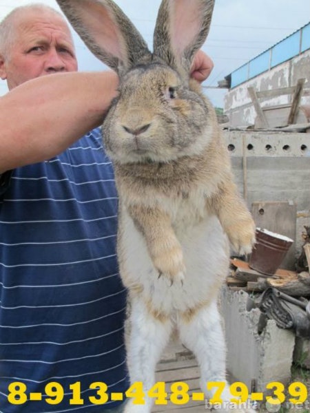 Продам: Кролики Абакан, кролики Саяногорск