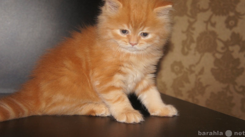 Продам: Персидский котенок