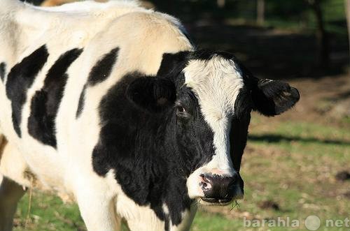 Продам: Дойную корову