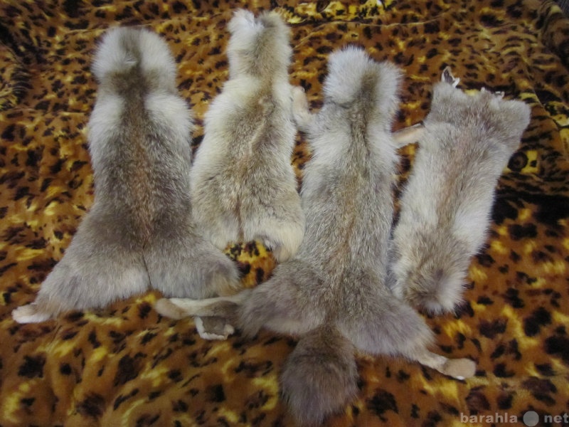 Продам: шкуры среднеазиатской лисы