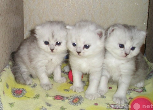 Продам: котят персидской серебристой шиншиллы