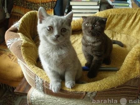 Продам: котята Скотиш-фолд и Скотиш-страйт