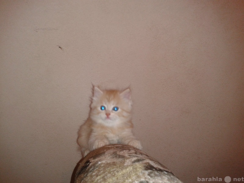 Продам: котята персидские
