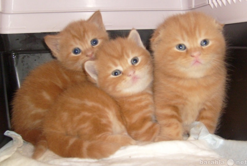 Продам: Scottish fold kittens (SFS d22)
