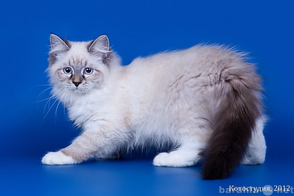 Продам: Сибирские котята из питомника Alteropars