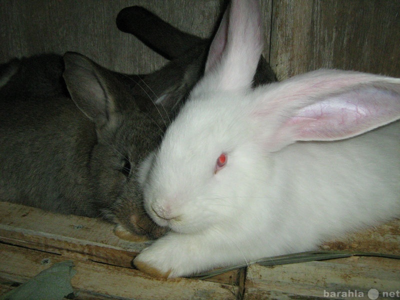 Продам: кролики Фландер