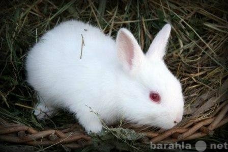 Продам: Белоснежные крольчата карлики