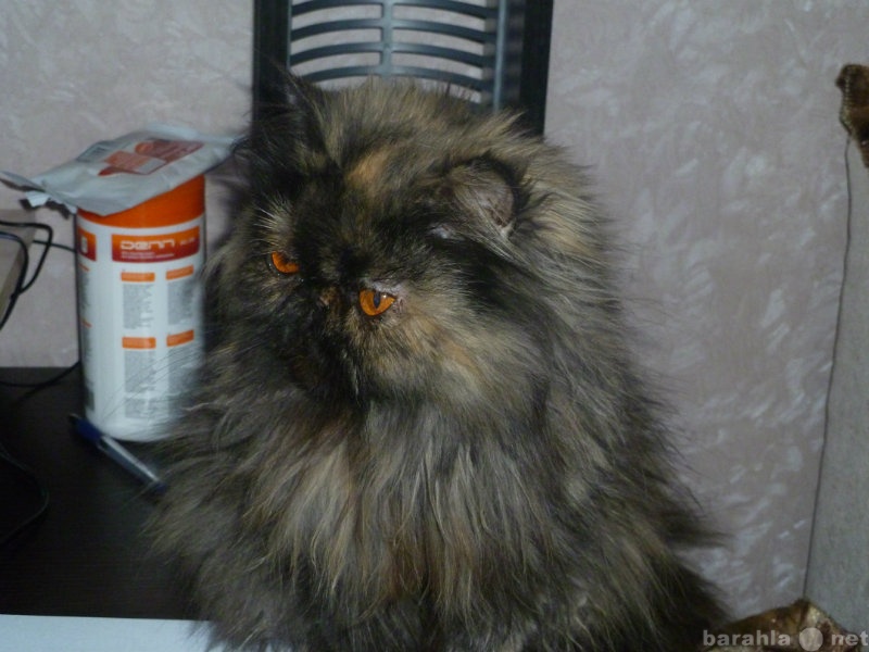Отдам даром: персидская кошка- экстремал