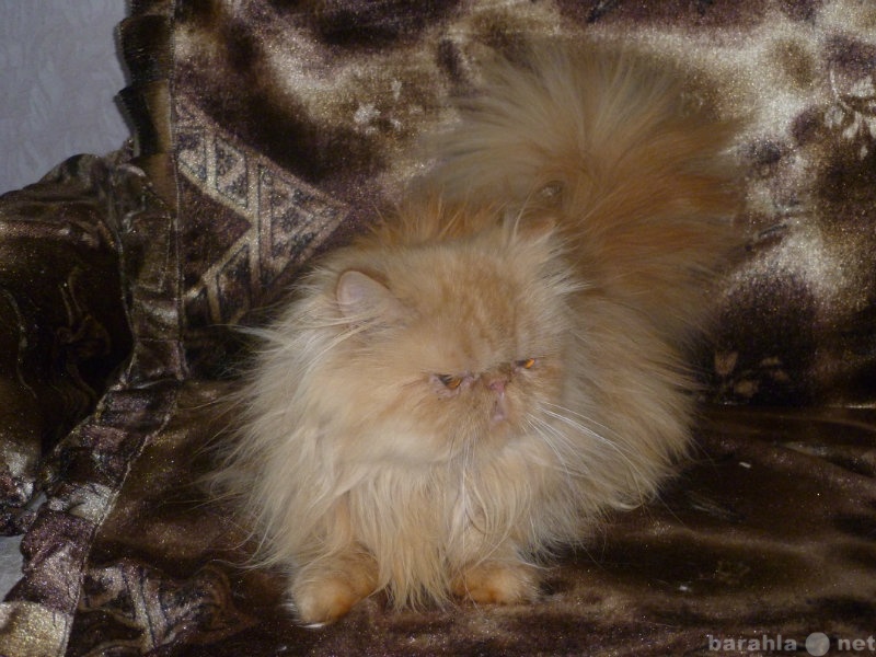 Продам: Персидская кошка