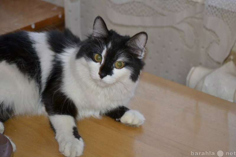 Отдам даром: Кошка 1 год черно-белая в добрые руки