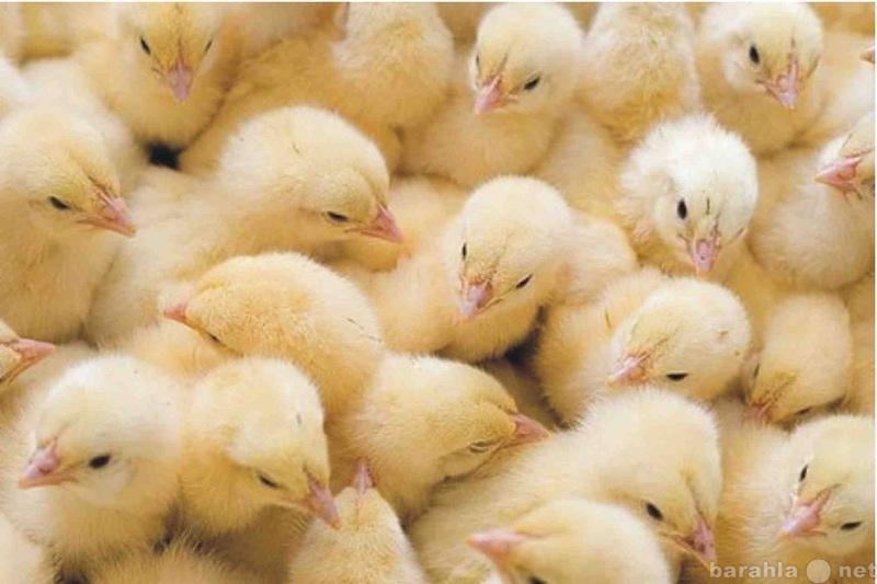Продам: Цыплята бройлеры с частной фермы