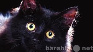 Продам: чернобурый сибирский котик