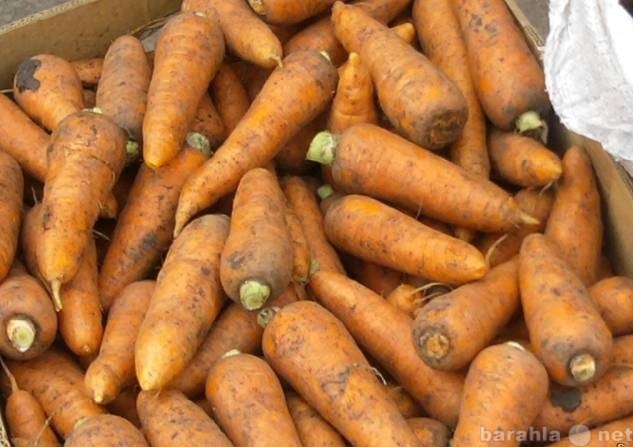 Продам: Продам Морковь оптом 2012 года