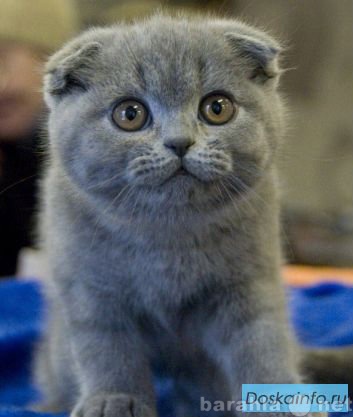 Продам: Шикарные котята Scottish Fold.