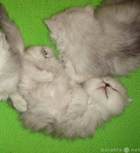 Продам: Котята персидской серебристой шиншиллы