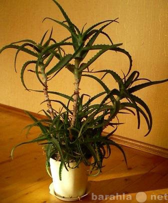 Продам: Древовидное алоэ Aloe arborescens