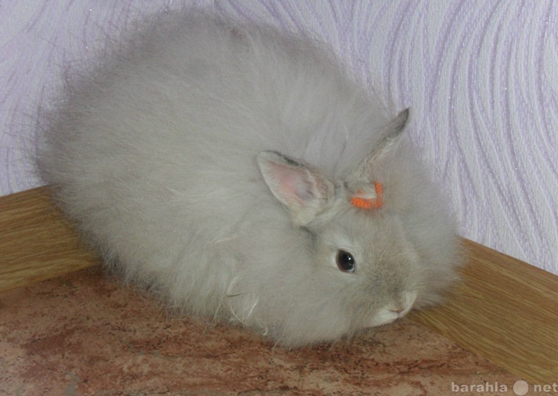 Продам: Ангорский карликовый кролик