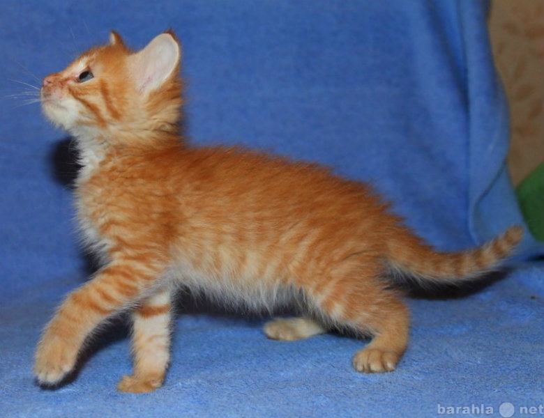 Отдам даром: Котенок мальчик Тугун, 1 месяц. Рыжик