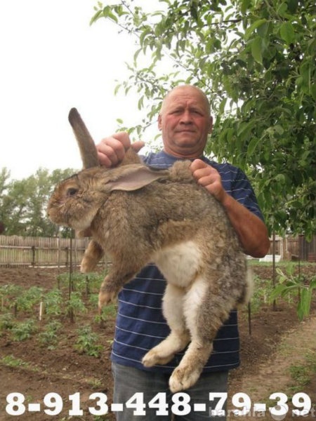 Продам: кролики Красноярск