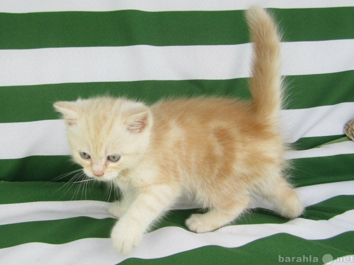 Продам: Великолепные шотландские котята
