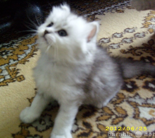 Продам: Котёнок персидской серебристой шиншиллы
