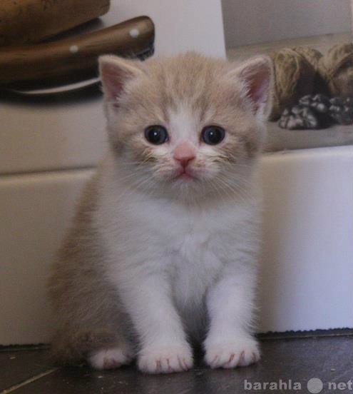 Продам: Британский котенок лиловый с белым