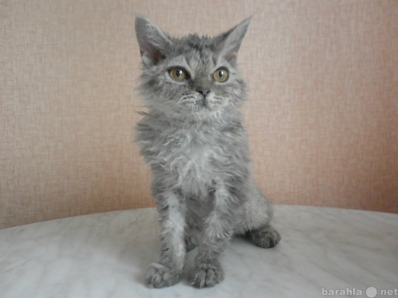 Продам: котенок Селкирк-рекс
