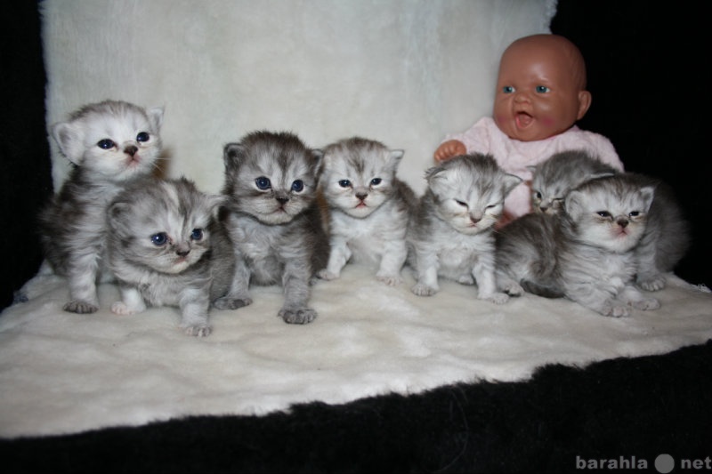 Продам: Продажа персидских классических котят.