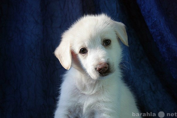 Продам: Белоснежный щенок ищет хозяина