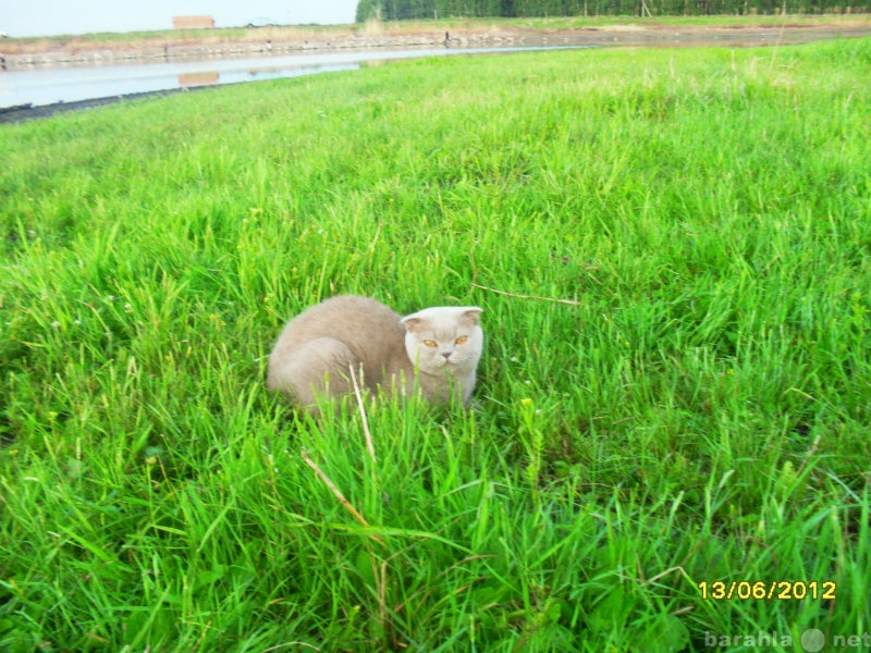 Куплю: Потерялась Кошка в Новоомске