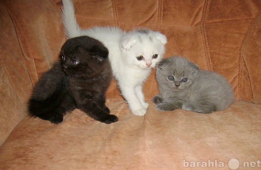 Продам: вислоухие и британские котята в Балаково