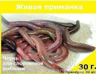 Продам: Продам червей для рыбалки