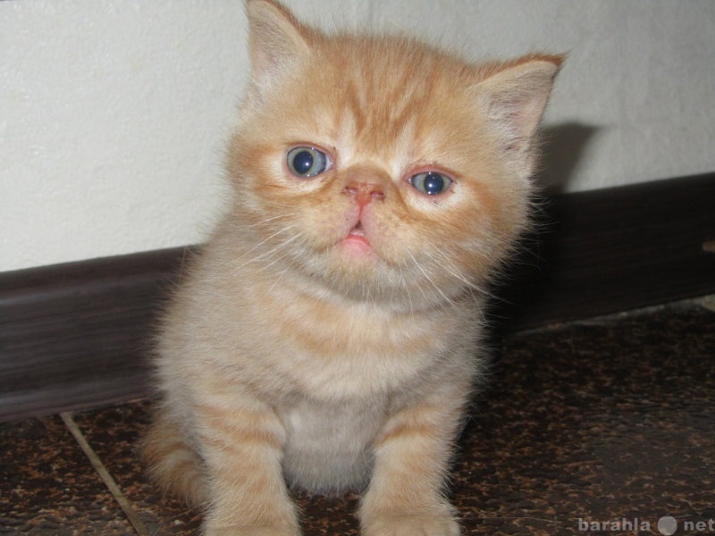 Продам: красивые короткошерстные котята