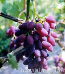 Продам: саженцы и черенки винограда для кемеровс