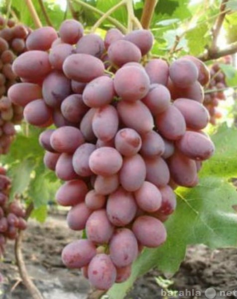 Продам: саженцы и черенки винограда районированн