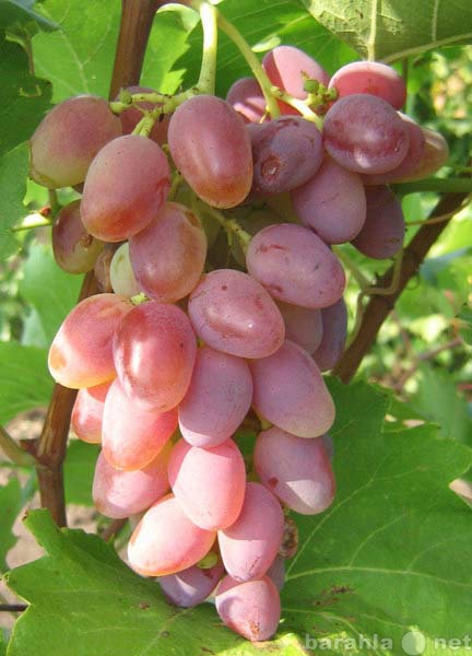 Продам: саженцы и черенки винограда для благовещ