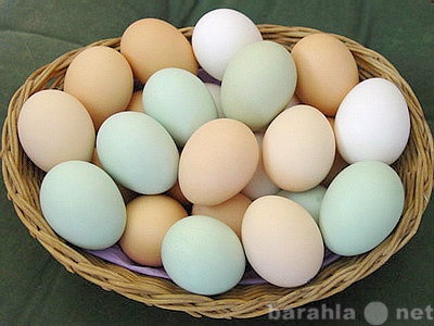 Продам: Куриное яйцо из Белой Калитвы
