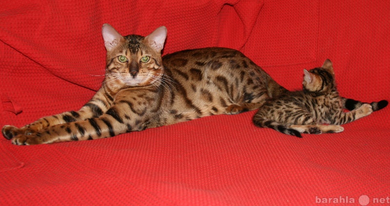 Продам: Бенгальский котик для вязки.