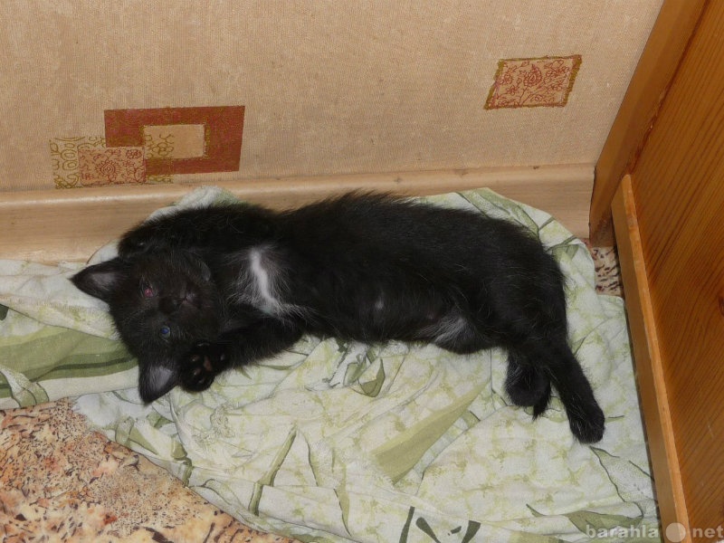Отдам даром: черно-белый котенок девочка 1 мес даром