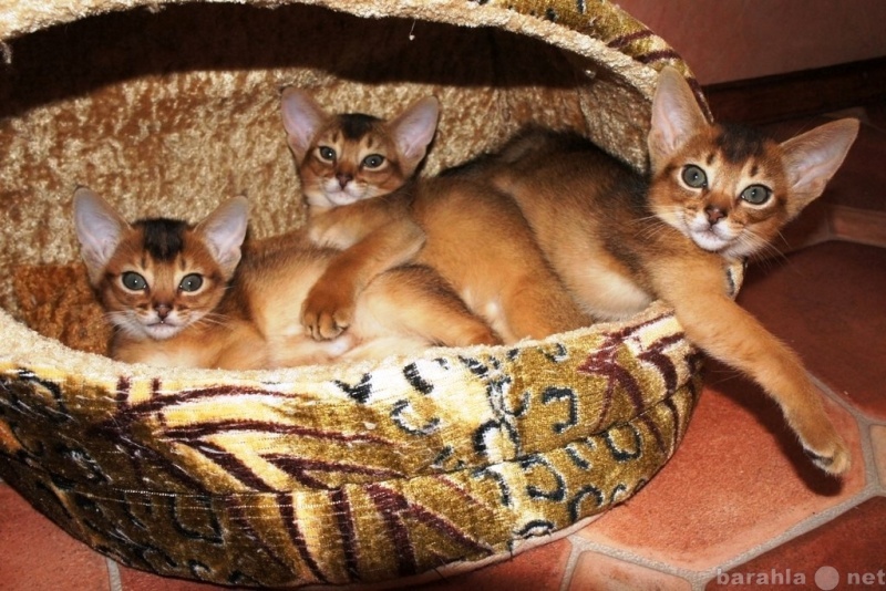 Продам: абиссинские котята