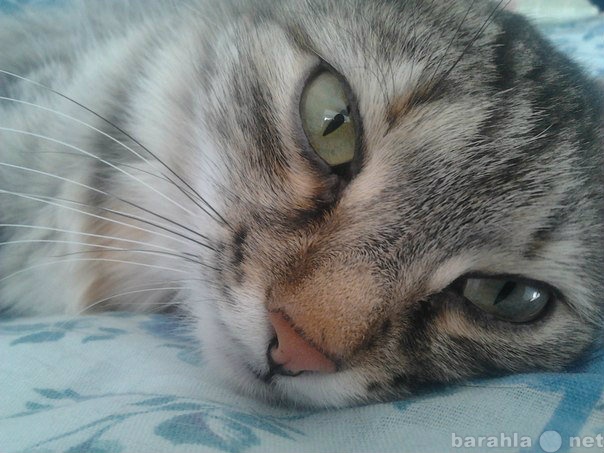 Отдам даром: Взрослая сибирская кошка