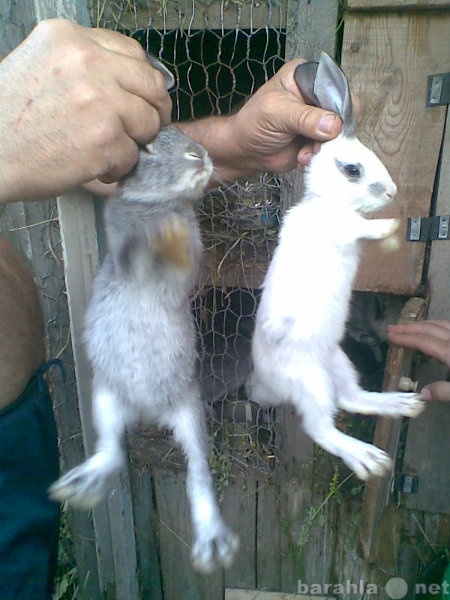 Продам: Кролики, молодняк 2-3 мес,порода местная