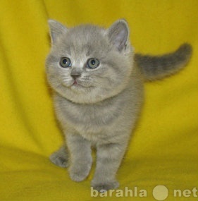 Продам: Британские плюшевые котята (питомник)