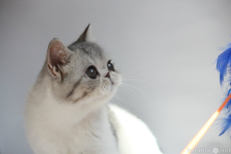 Продам: экзотический короткошерстный котенок