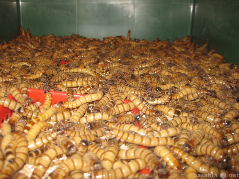 Продам: Продам кормовых насекомых - живой корм