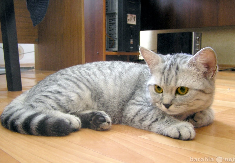 Порода кошек вискас. Британский короткошерстный кот полосатый. Кошка вискас. Кот британец вискас. Британская короткошёрстная кошка вискас.